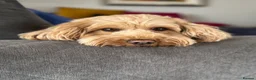 Cockapoo dogs for sale: 1 female toy cockapoo ready to leave.  - Advert 9