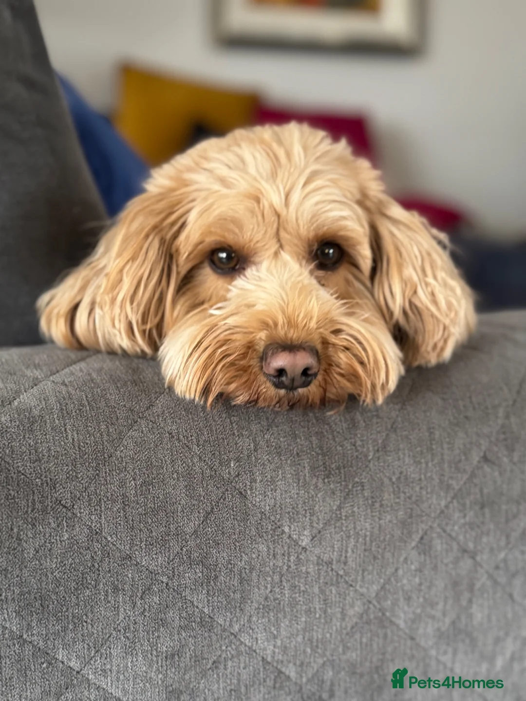 Cockapoo dogs for sale: 1 female toy cockapoo ready to leave.  - Advert 9