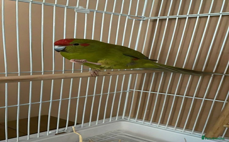 Parrots birds - Advert 1