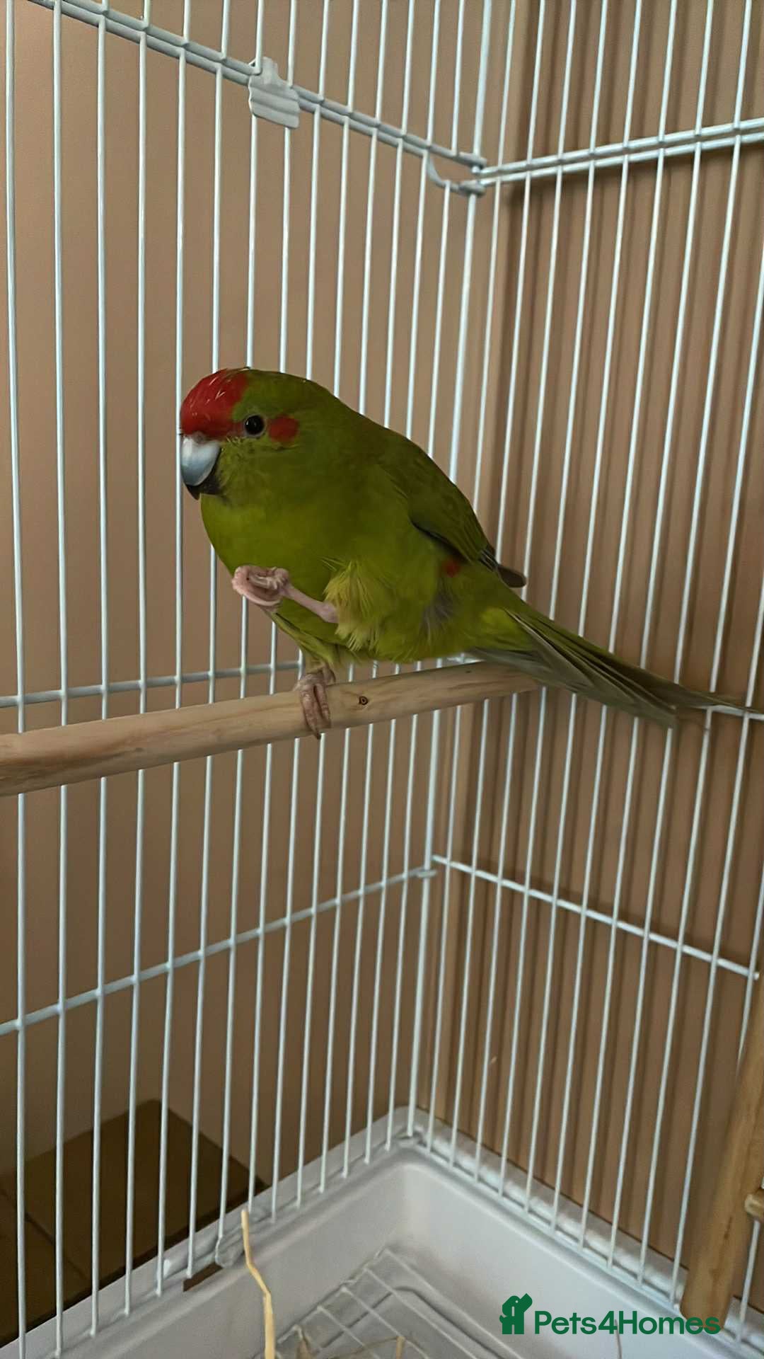 Parrots birds for sale: 2 kakariki parrots. 1 male 1 female - Image 1