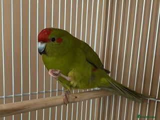 Parrots birds - Advert 1