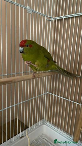 Parrots birds - Advert 1