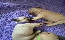 French Bulldog dogs for sale: Beautiful French bulldog puppys - Image 8