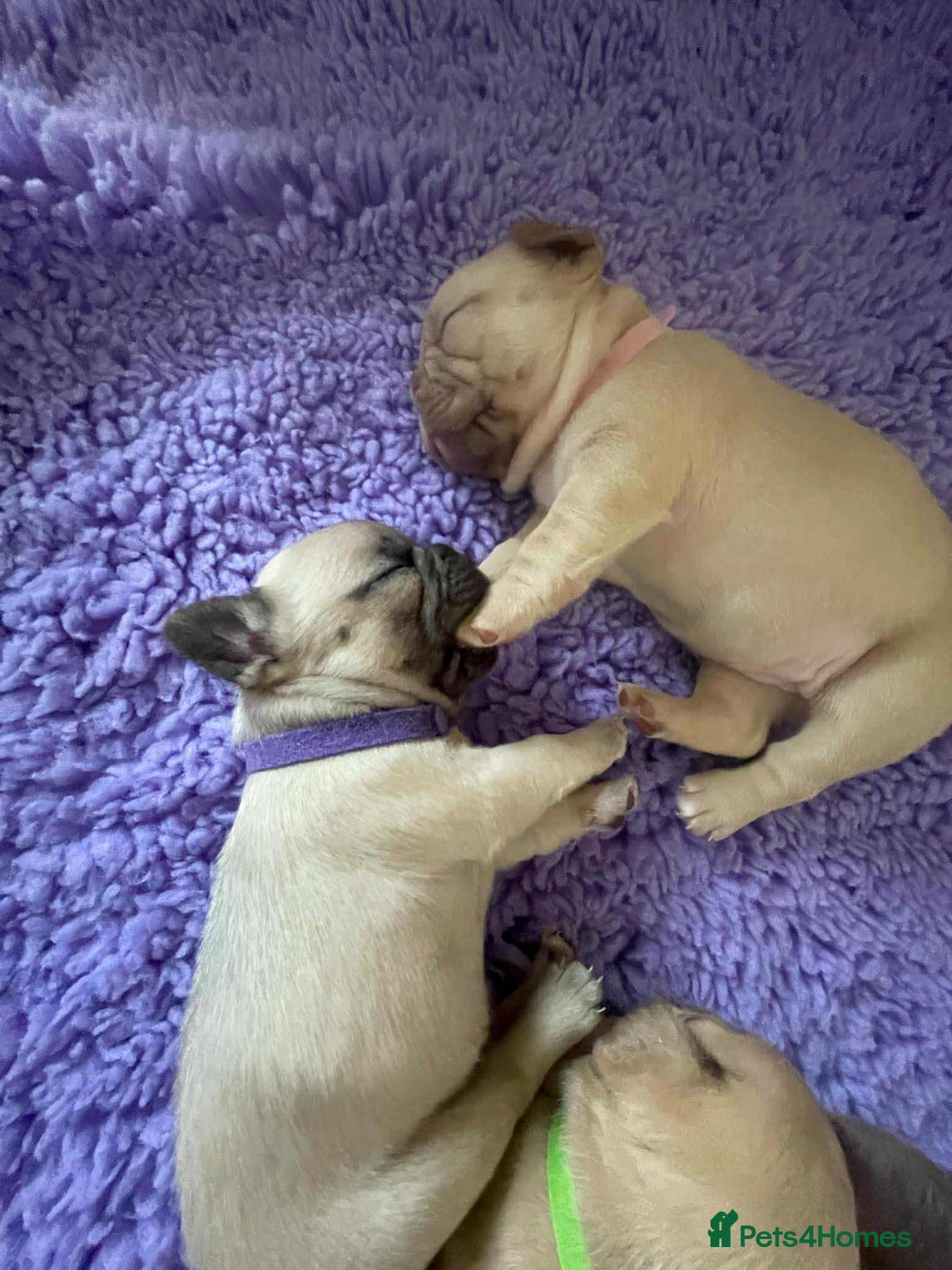 French Bulldog dogs for sale: Beautiful French bulldog puppys - Image 8
