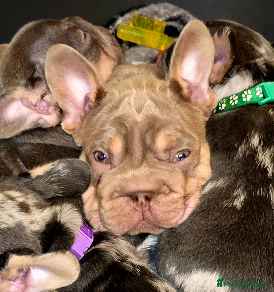 French Bulldog dogs for sale: FRENCH BULLDOG  - Advert 2
