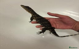 Monitor reptiles for sale: Baby Asian water monitor  - Image 4
