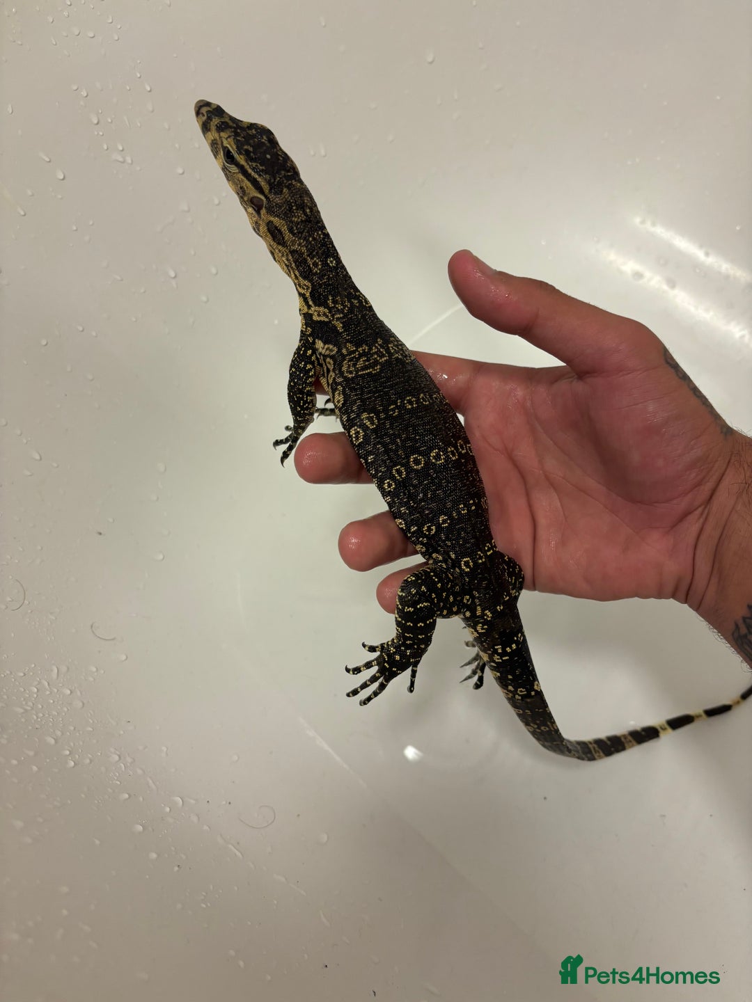 Monitor reptiles for sale: Baby Asian water monitor  - Image 4