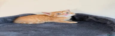 Persian 1