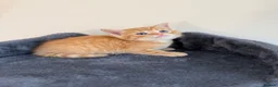 Persian cats for sale: 9 Beautiful Kittens For Sale - Advert 3