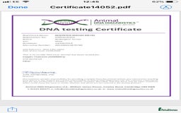 Bedlington Terrier dogs for stud: Bedlington terrier for stud in Barnsley - Image 5