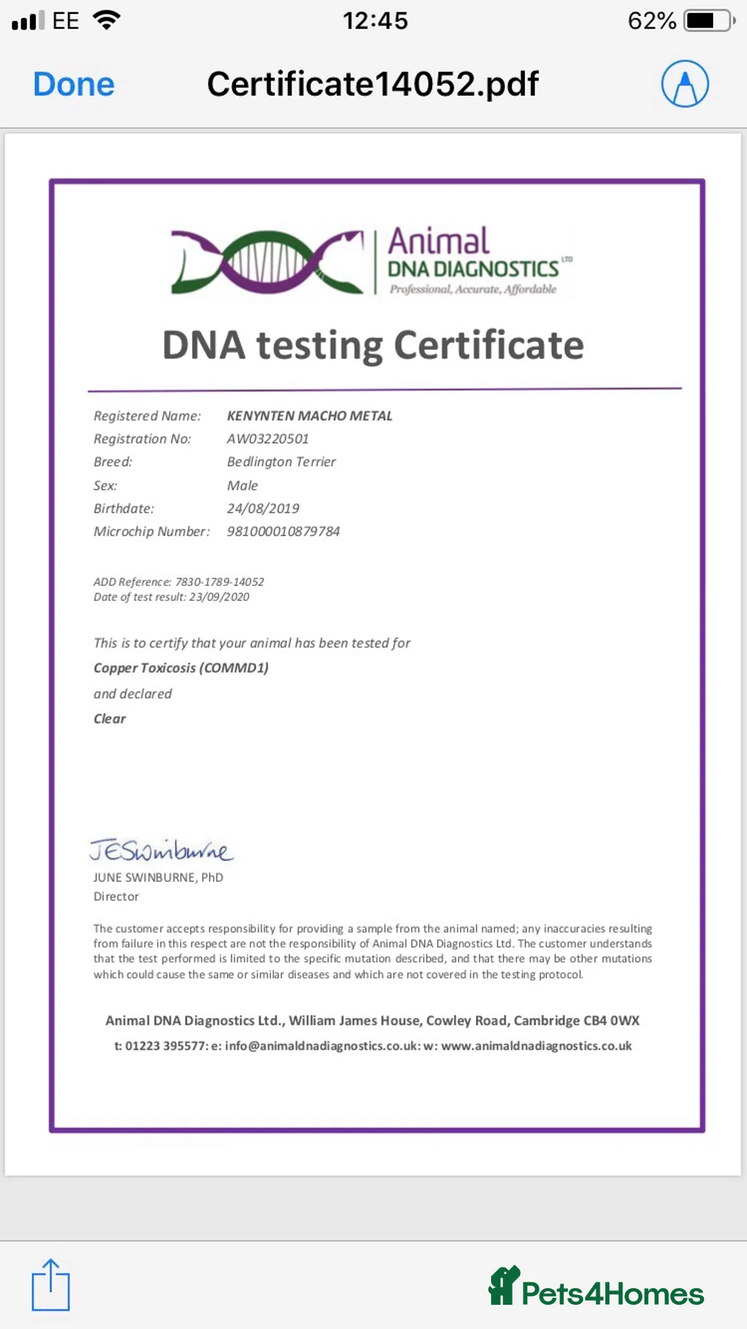 Bedlington Terrier dogs for stud: Bedlington terrier for stud in Barnsley - Advert 5