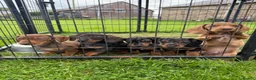 Dachshund dogs for sale: Available now - Dachshund Puppies  - Advert 1