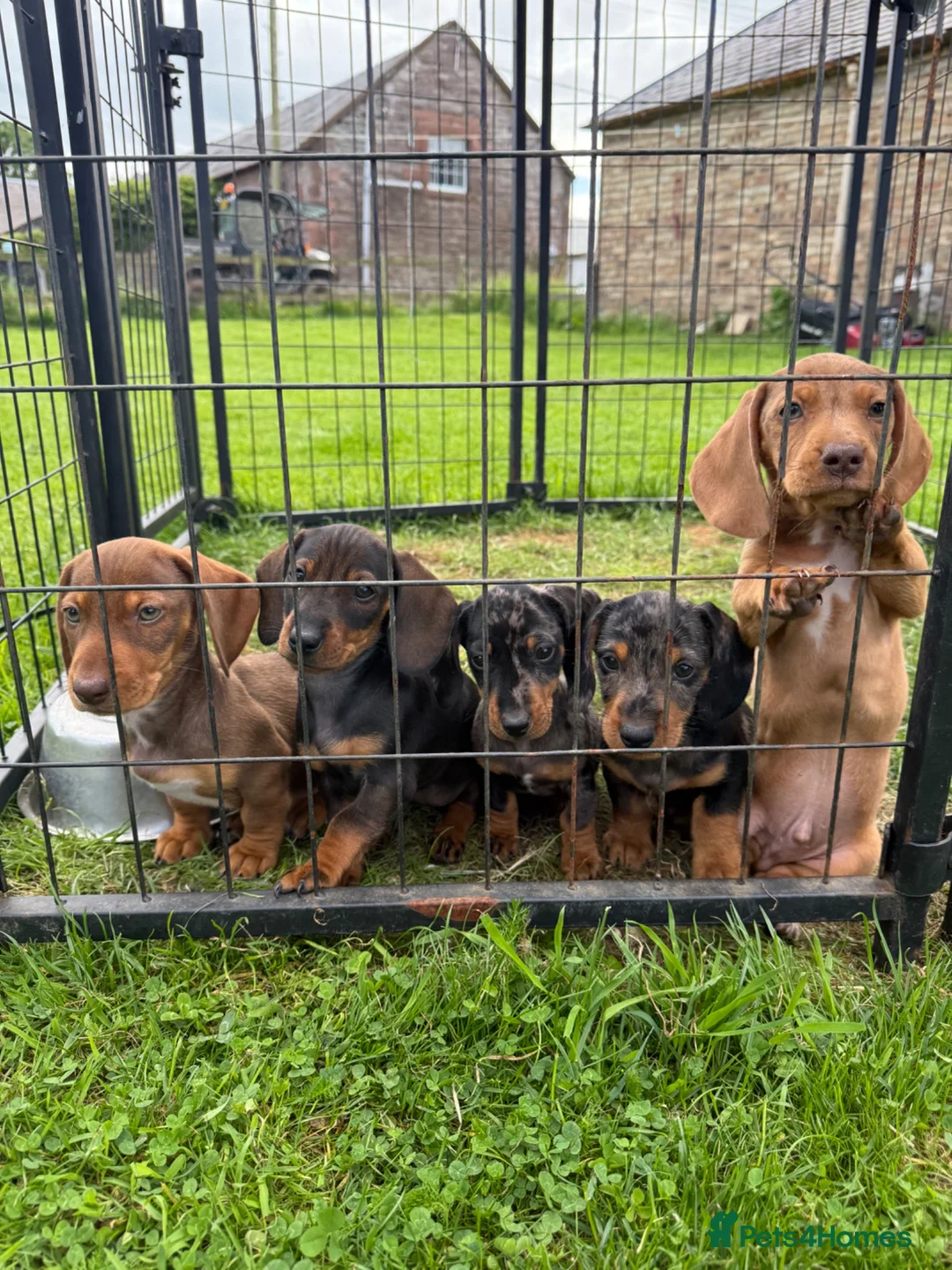Dachshund dogs for sale: Available now - Dachshund Puppies  - Advert 1