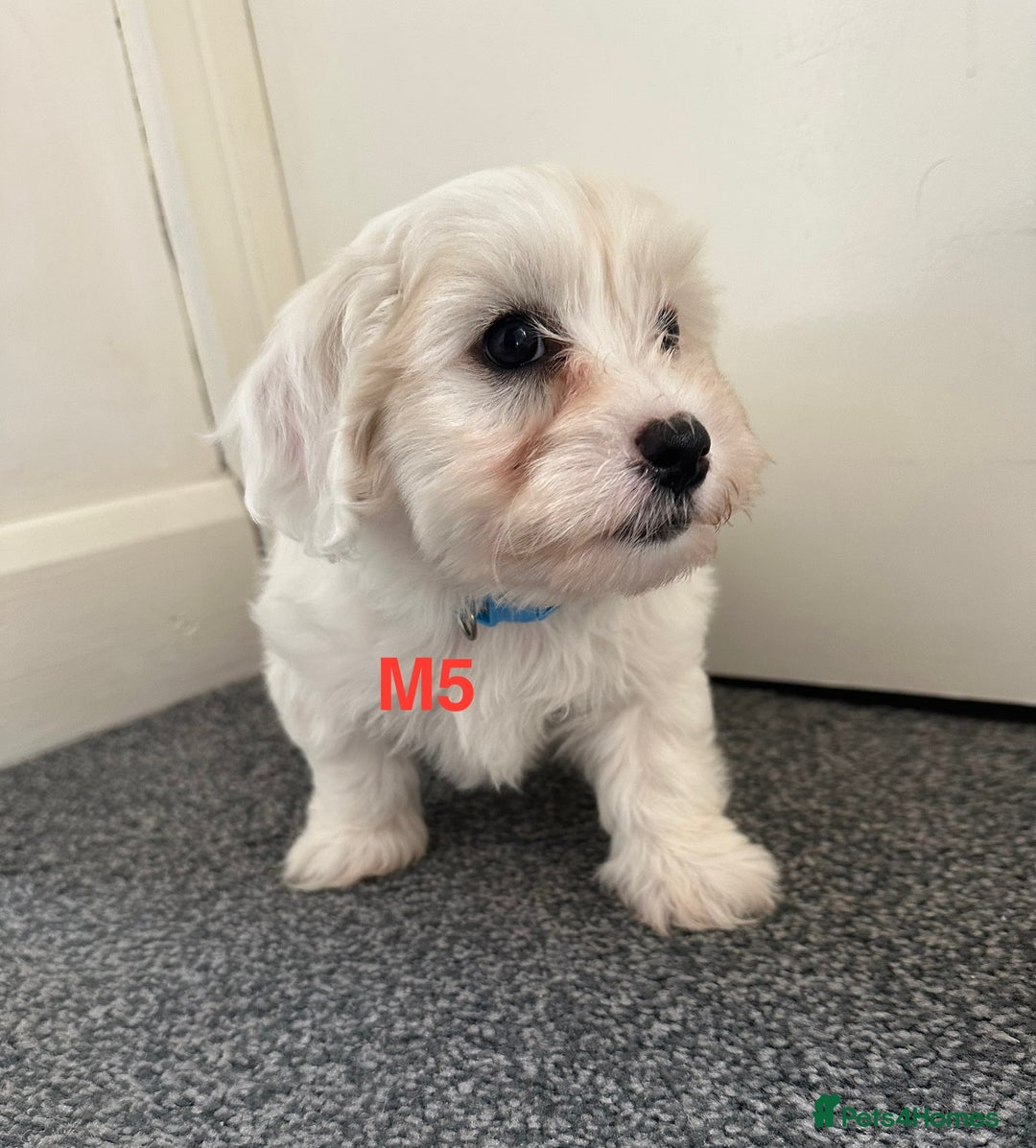Bichon Frise dogs for sale: 4 Little puppies Bichon frise - Image 10