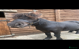 Shetland pony horses for sale: 7hh registered minature shetland colt - Image 2