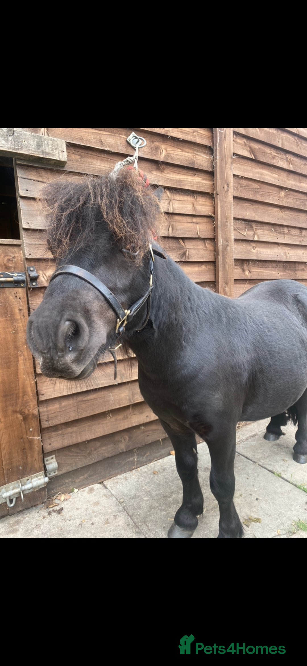 Shetland pony horses for sale: 7hh registered minature shetland colt - Image 2