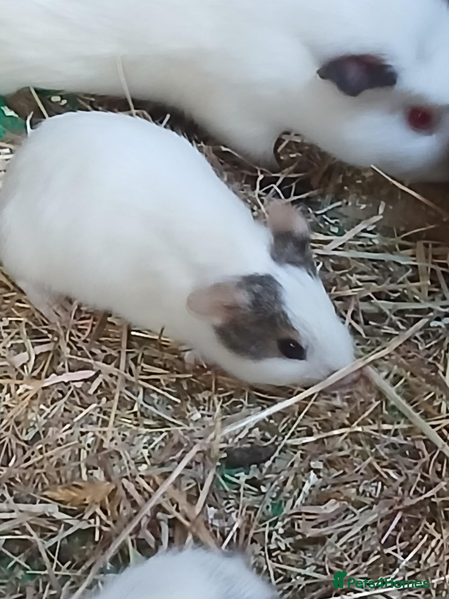Guinea Pig rodents Baby boars for sale (REDUCED) - Advert 2