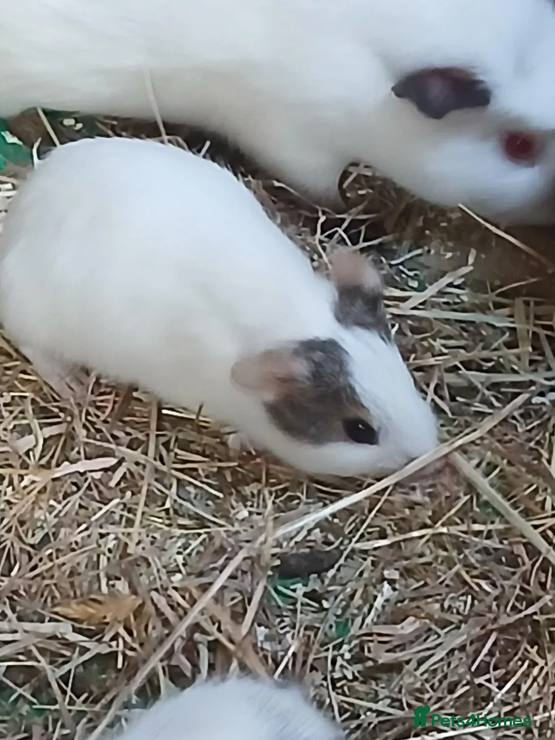 Guinea Pig rodents for sale: Baby boars for sale (REDUCED) - Advert 2