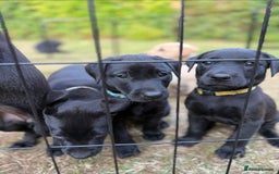 Labrador Retriever dogs for sale: Working Labrador Puppies - 3 boys remaining - Image 10