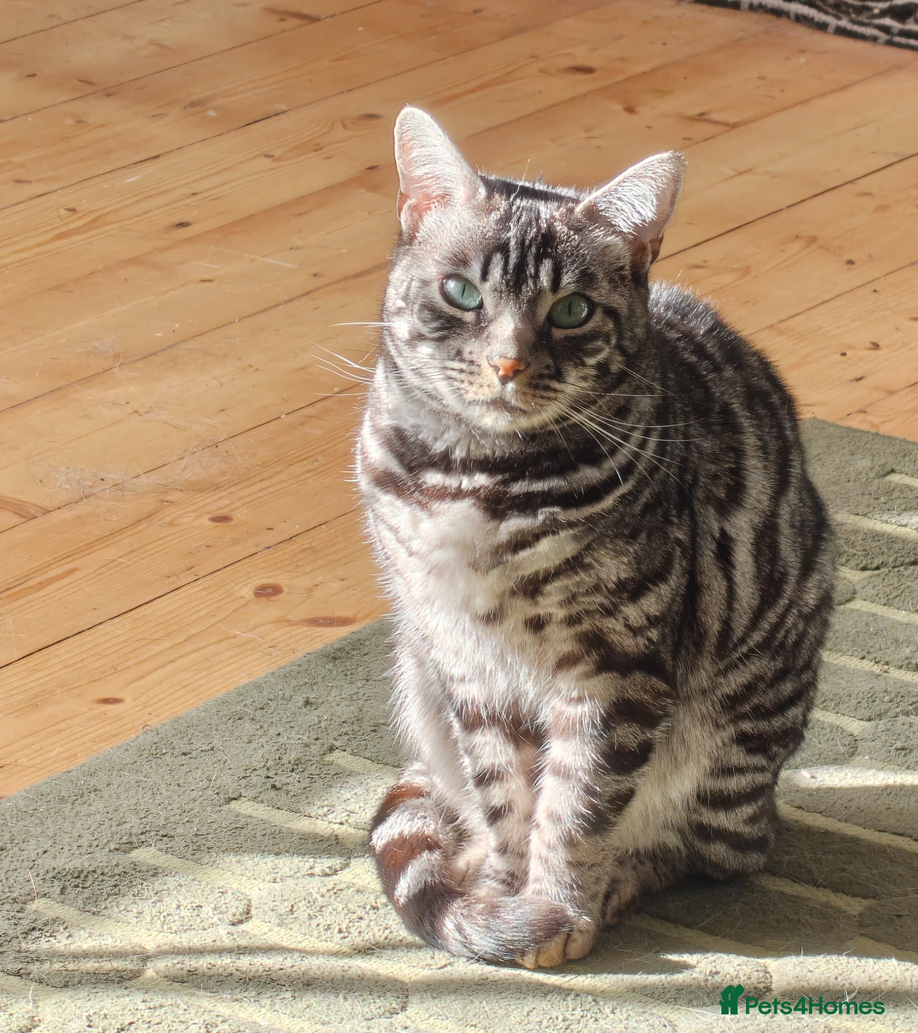 Bengal cats Bengal female seeking loving home - Advert 4