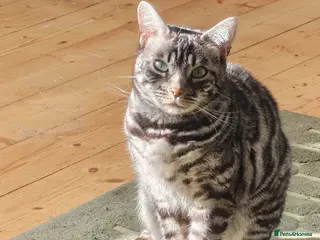 Bengal cats Bengal female seeking loving home - Advert 4