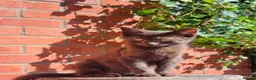 Mixed Breed cats for sale: 2 Male Kittens For sale!! - Advert 6