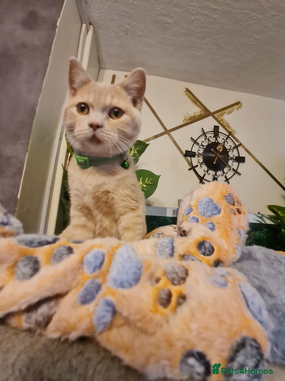 British Shorthair cats for sale: GCCF kittens ready 2 leave now - Advert 21