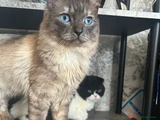 Mixed Breed cats Beautiful kittens in Manchester - Advert 3