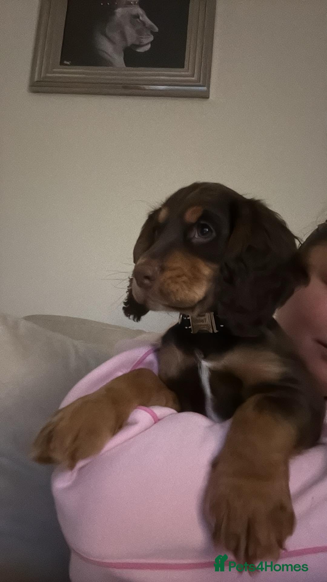 Cocker Spaniel dogs Chocolate and tan working cockers ready now  - Advert 6