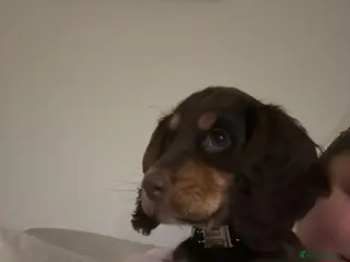 Cocker Spaniel dogs Chocolate and tan working cockers ready now - Advert 6
