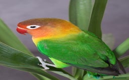 Lovebirds birds for sale: Lovebird  - Image 2