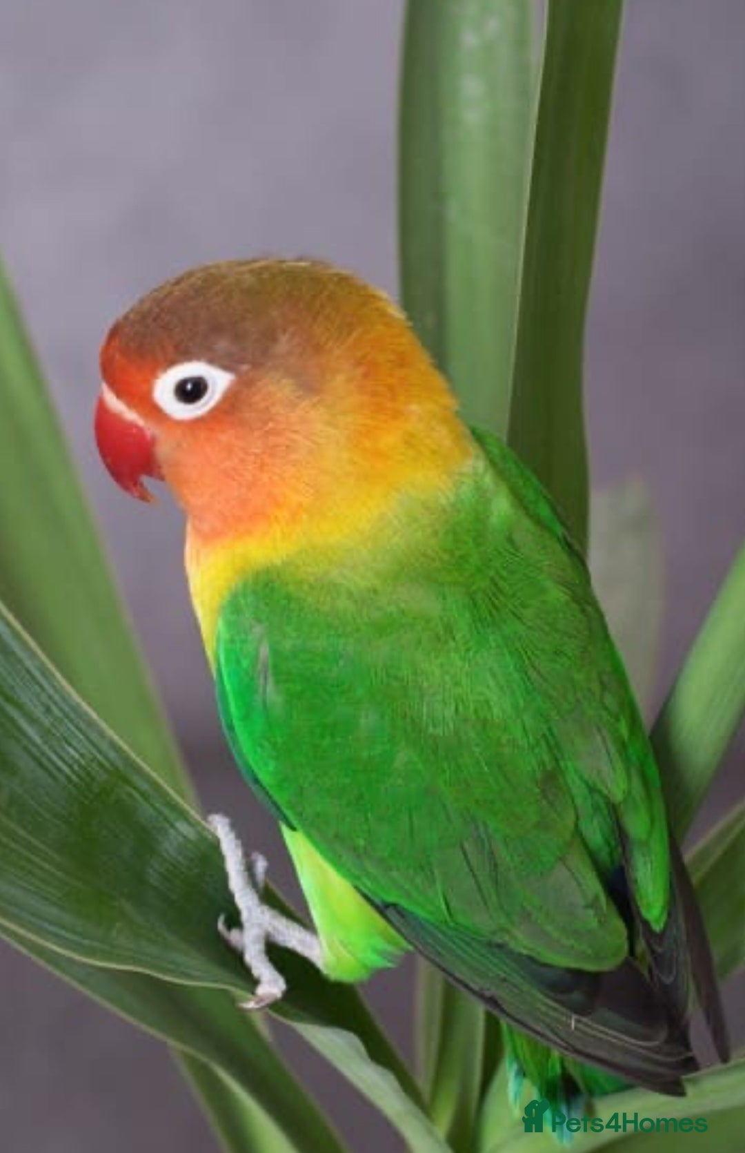 Lovebirds birds for sale: Lovebird  - Image 2