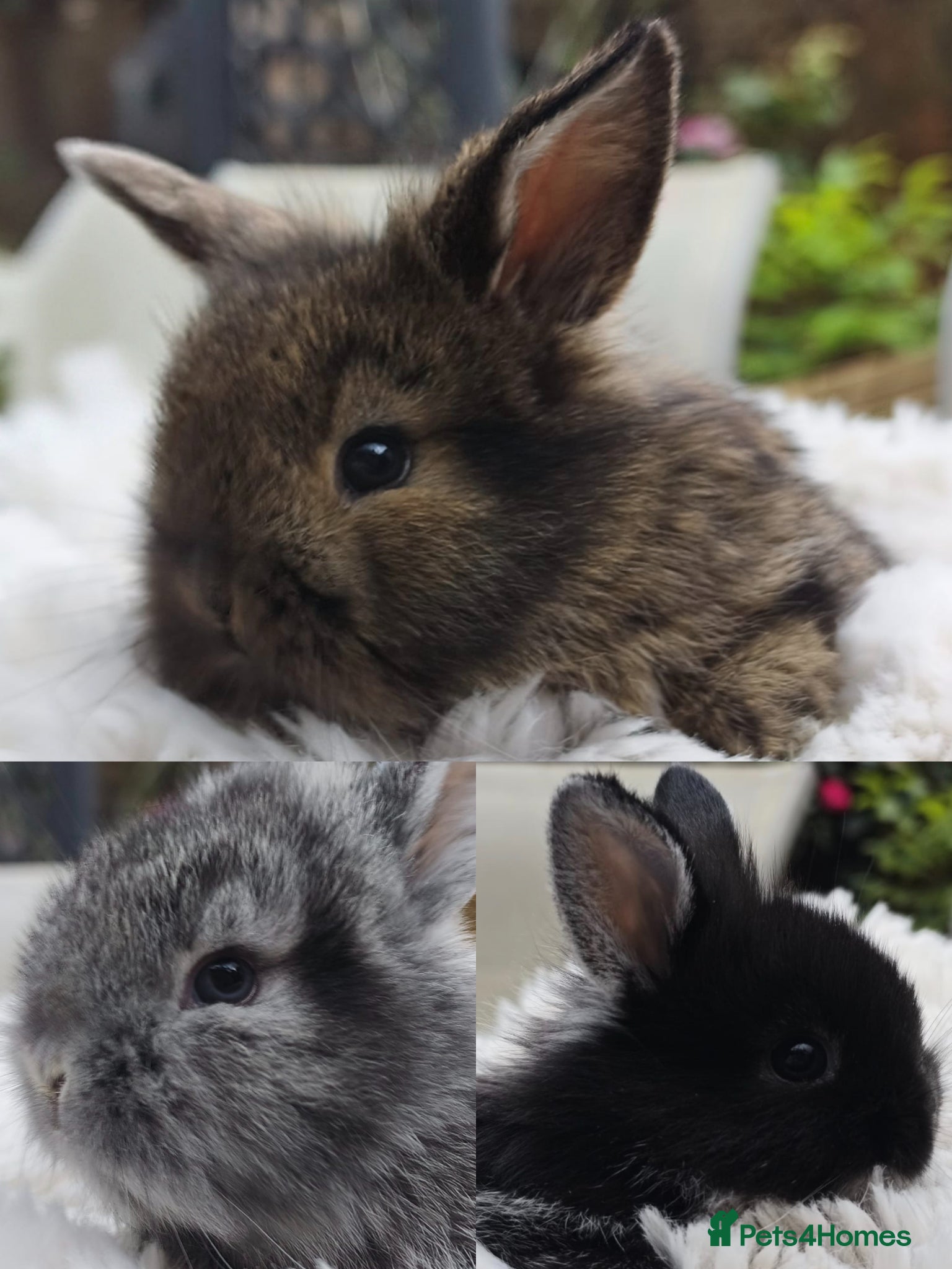 Mini Lop rabbits Rare Mini Lion Lop Babies for Sale  - Advert 1