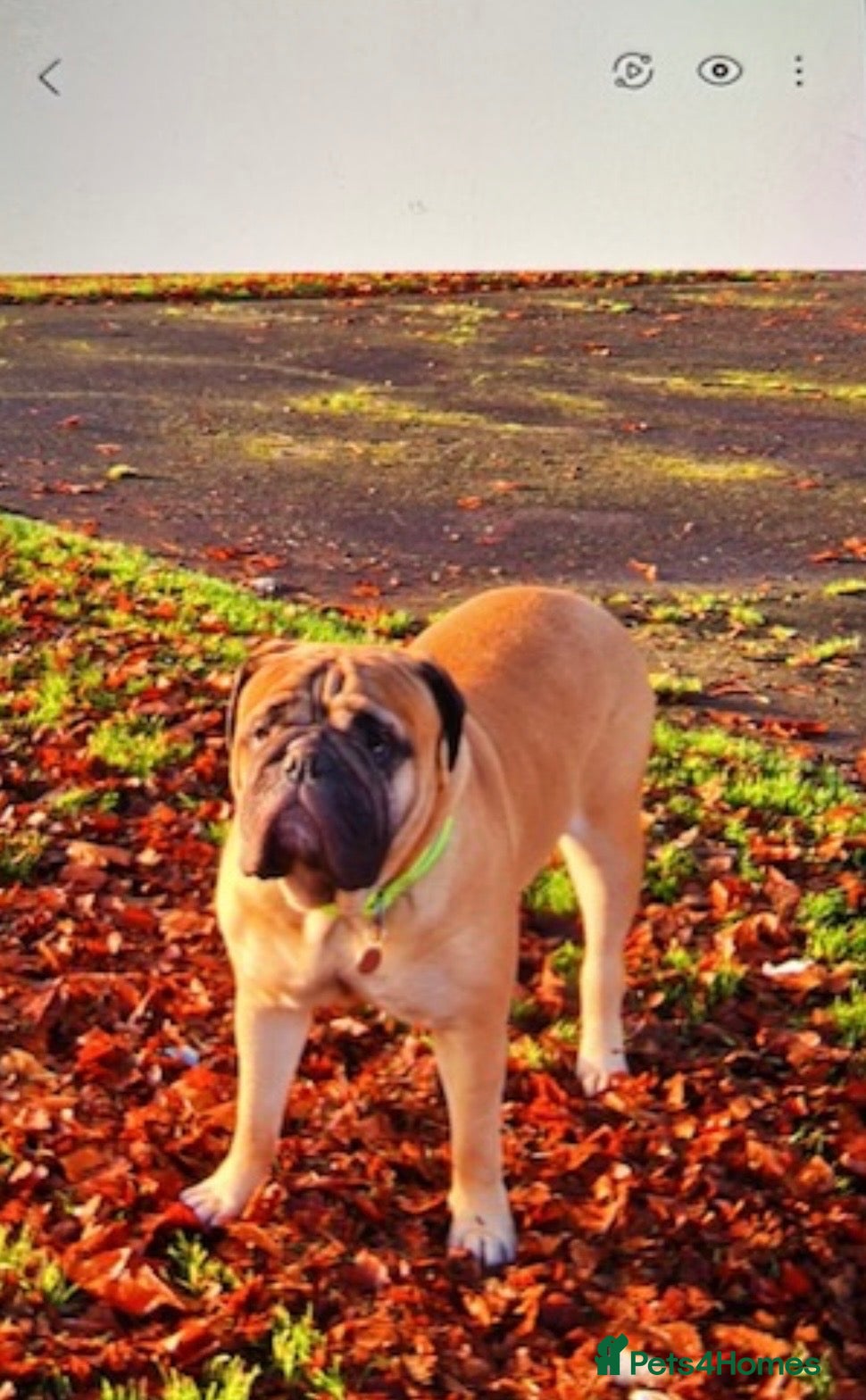 Bullmastiff dogs for sale: 6-year-old KC registered Bullmastiff girl. 💔 - Advert 4