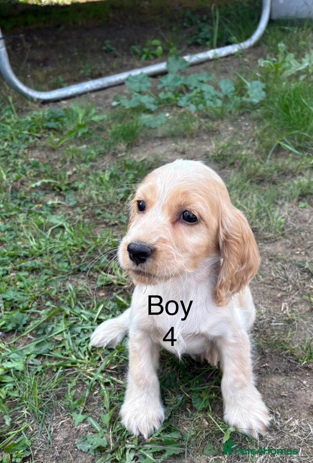Cocker Spaniel dogs for sale: Show type cocker spaniels puppies  - Advert 21