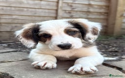 Mixed Breed dogs for sale: Beautiful Cocker X Collie Pups  - Image 1