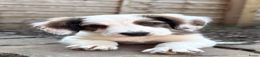 Patch