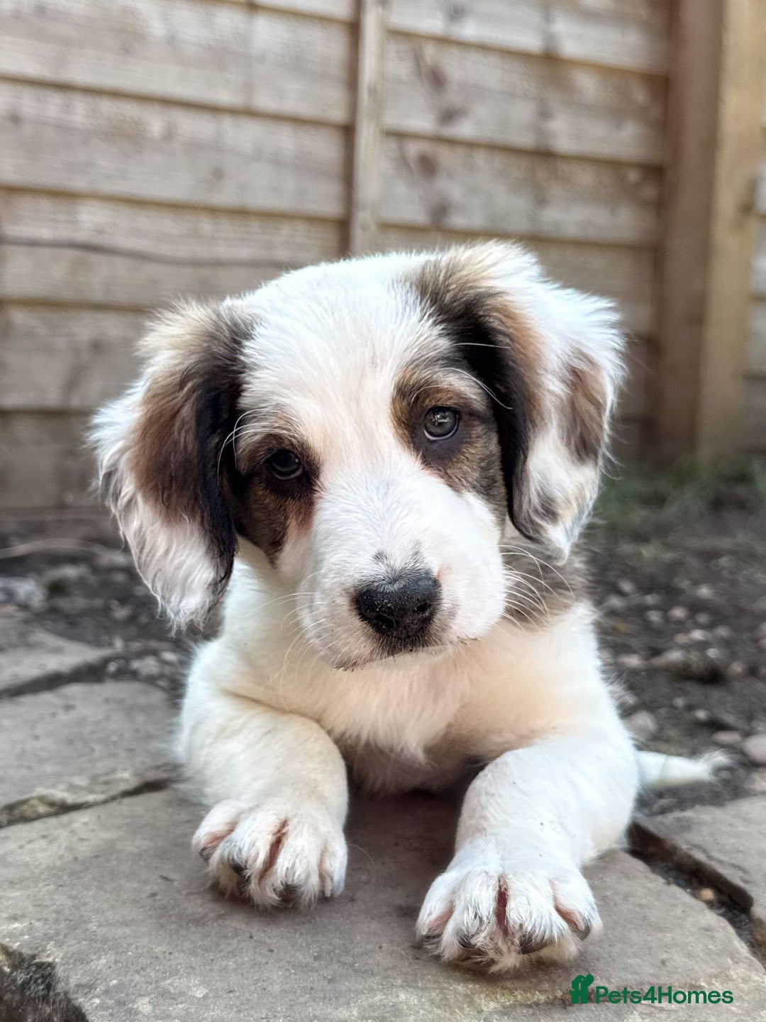 Mixed Breed dogs for sale: Beautiful Cocker X Collie Pups  - Image 1