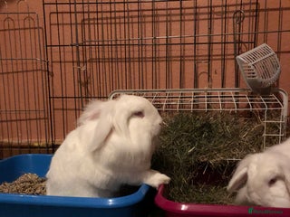 Mixed Breed rabbits - Advert 14