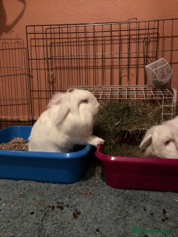 Mixed Breed rabbits Pair of indoor bunnies in need of a loving home - Advert 9