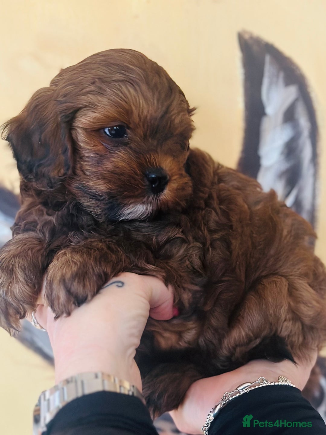 Shihpoo dogs for sale: Brother and sister allReady bags packed 🐶🐶 - Advert 2