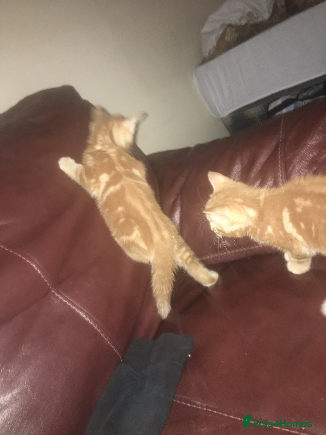 Mixed Breed cats for sale: Two beautiful ginger male kittens - Image 1