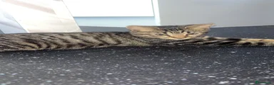 Mixed Breed 4
