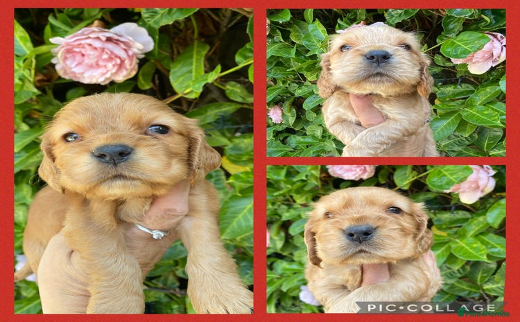 Cocker Spaniel dogs - Advert 6