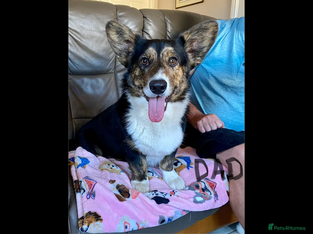 Welsh Corgi Cardigan dogs for sale: WELSH CARDIGAN CORGI GIRLS READY NOW - Advert 29