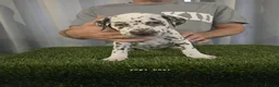 Dalmatian dogs for sale: 6 KC registered dalmatian puppies  - Advert 7