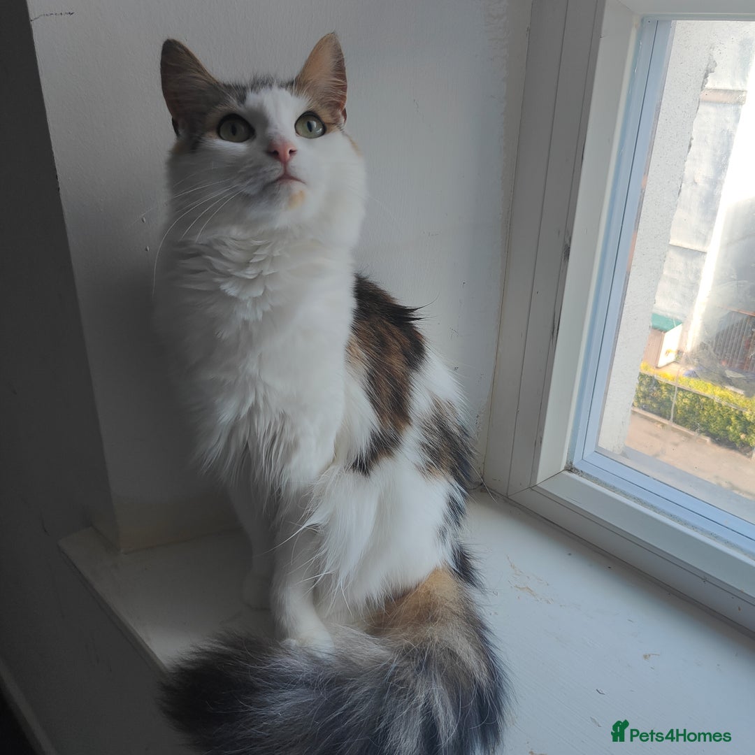 Maine Coon cats for sale: Norwegian Forest Mix Cat - Image 3