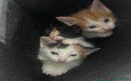 Mixed Breed cats for sale: Persian mix ragdoll - Image 5