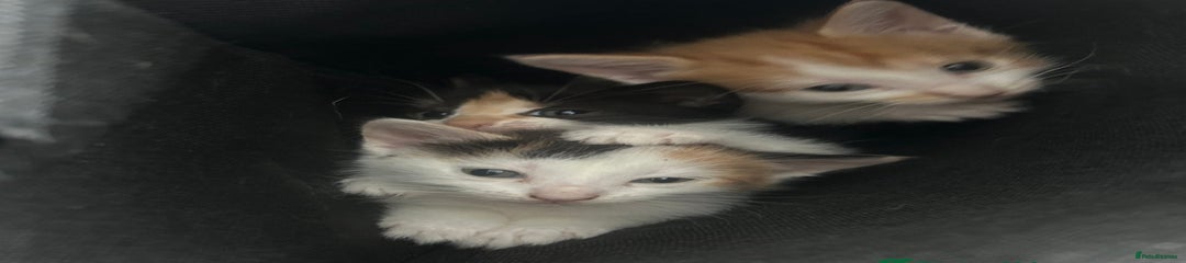 Mixed Breed Kitten 5