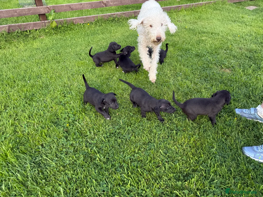Mixed Breed dogs for sale: First Cross Bedlington Whippets in Whitby - Advert 12